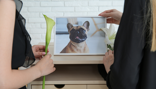 A Loving Guide to Picking the Perfect Urn to Honor Your Beloved Pet