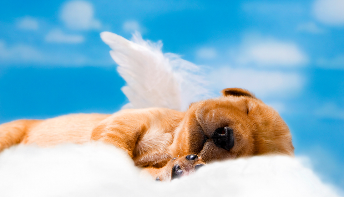 Pet Afterlife Beliefs: What Different Faiths Say About Pets in Heaven.