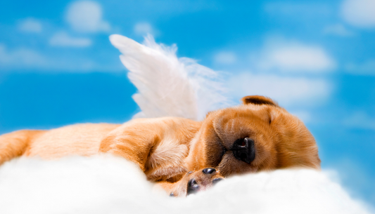 Pet Afterlife Beliefs: What Different Faiths Say About Pets in Heaven.